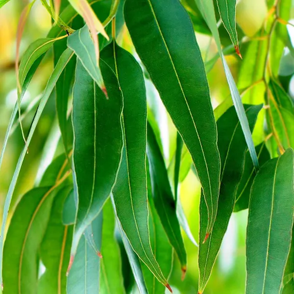 TINH DẦU BẠCH ĐÀN CHANH (LEMON EUCALYPTUS)