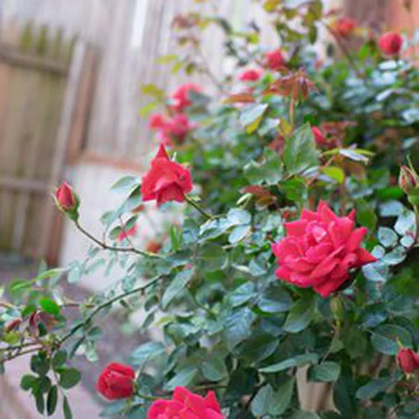 TINH DẦU HOA HỒNG LOẠI 2 (ROSE)