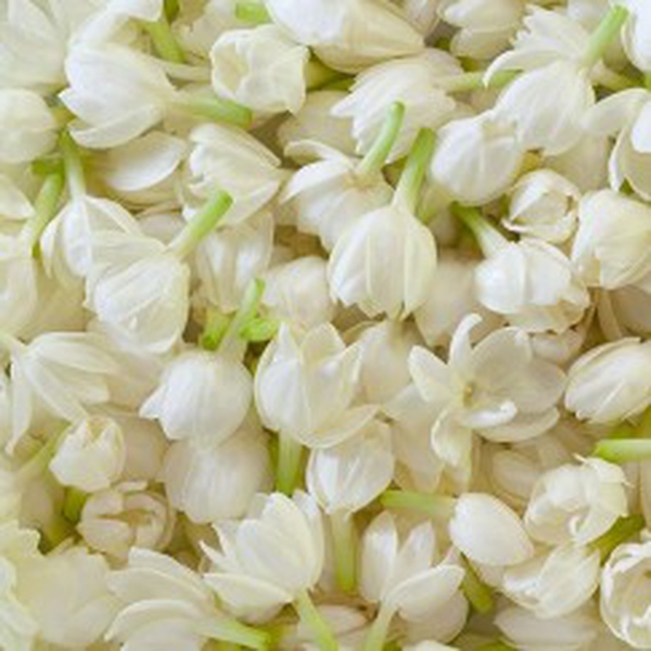 TINH DẦU HOA NHÀI ẤN ĐỘ (JASMINE)