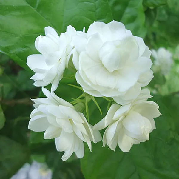 TINH DẦU HOA NHÀI VIỆT NAM (JASMINE)