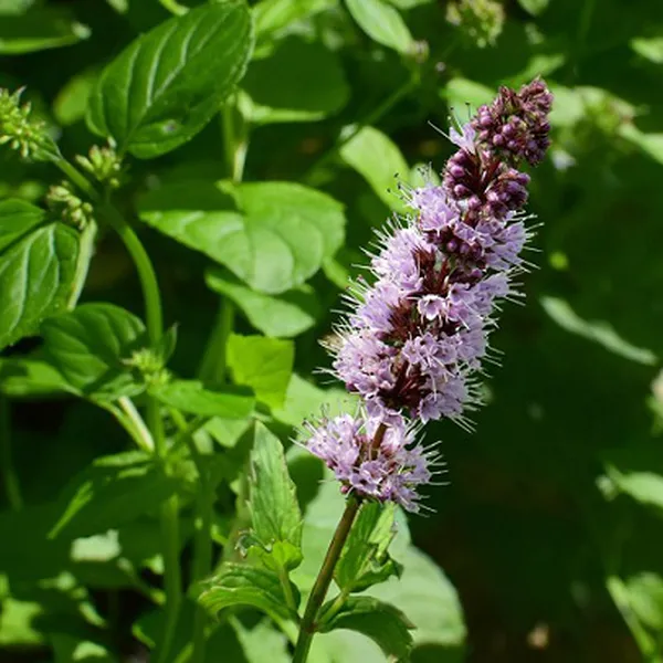 TINH DẦU HOẮC HƯƠNG (PATCHOULI)