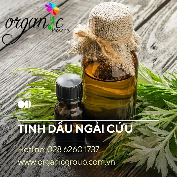 TINH DẦU NGẢI CỨU (MUGWORT)