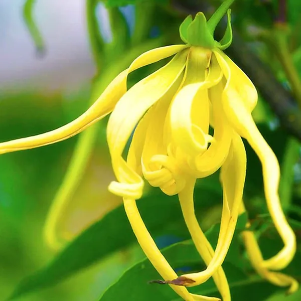 TINH DẦU NGỌC LAN TÂY (YLANG YLANG)