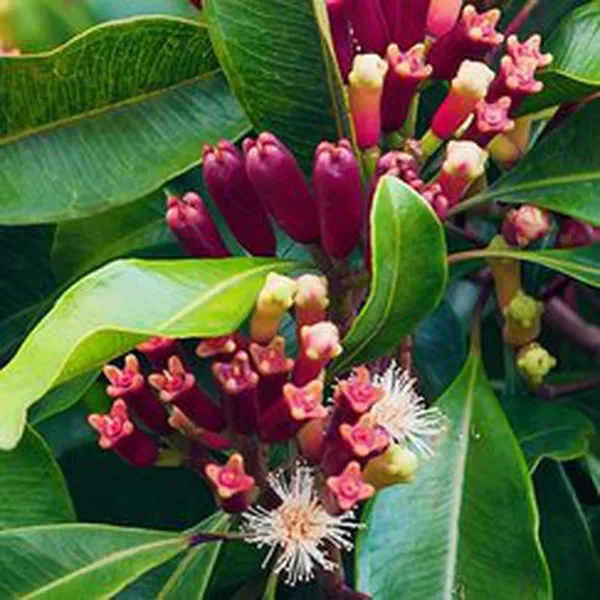 TINH DẦU NỤ ĐINH HƯƠNG (CLOVE BUD)