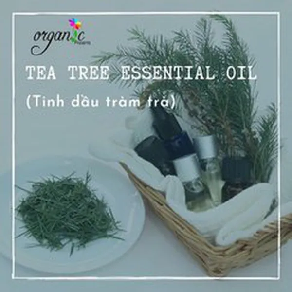 TINH DẦU TRÀM TRÀ (TEA TREE)