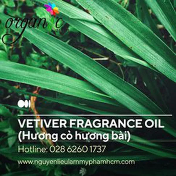 VETIVER (HƯƠNG CỎ HƯƠNG BÀI)
