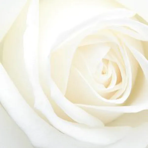 WHITE ROSE