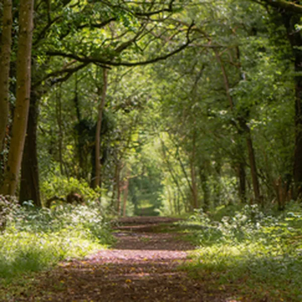 WOODLAND (HƯƠNG RỪNG)