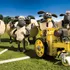 Giấy Dán Tường Chủ Đề Shaun The Sheep Mã DW-348