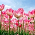 Tranh Dán Tường Hoa FL028: Cánh Đồng Tulip Hồng