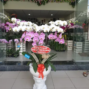 Chậu Lan Hồ Điệp Nhiều Màu 30