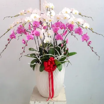 Chậu Lan Hồ Điệp Nhiều Màu 34