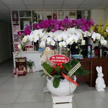 Chậu Lan Hồ Điệp Nhiều Màu 36