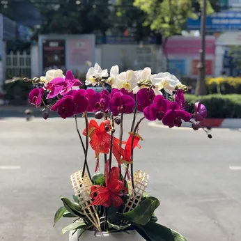 Chậu Lan Hồ Điệp Nhiều Màu 48