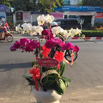 Chậu Lan Hồ Điệp Nhiều Màu 49