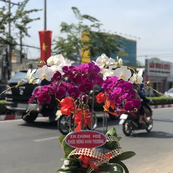 Chậu Lan Hồ Điệp Nhiều Màu 51