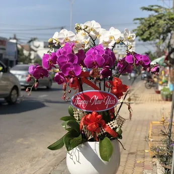 Chậu Lan Hồ Điệp Nhiều Màu 53
