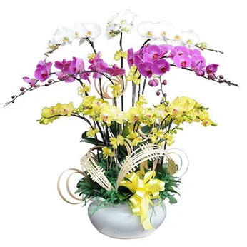 Chậu Lan Hồ Điệp Nhiều Màu 58