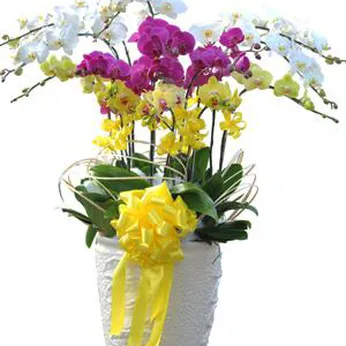 Chậu Lan Hồ Điệp Nhiều Màu 60