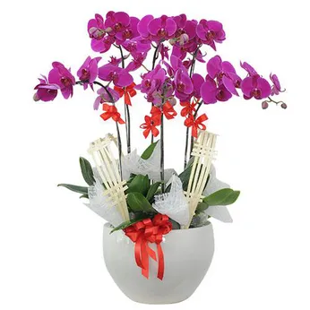 Chậu Lan Hồ Điệp Tím 48