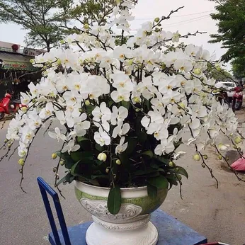 Lan Hồ Điệp Trắng Bình Dương 31