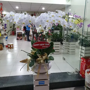 Lan Hồ Điệp Trắng Bình Dương 29