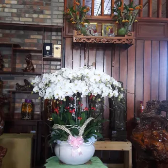 Lan Hồ Điệp Trắng Bình Dương 37
