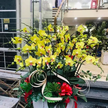 Lan Hồ Điệp Vàng Binh Dương 17