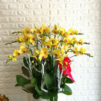 Lan Hồ Điệp Vàng Binh Dương 12