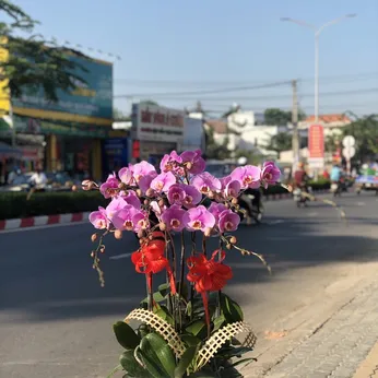 Lan Hồ Điệp Hồng Bình Dương 08