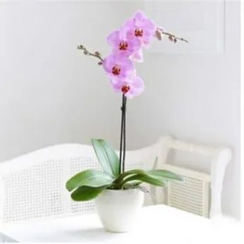 Lan Hồ Điệp Hồng Bình Dương 02