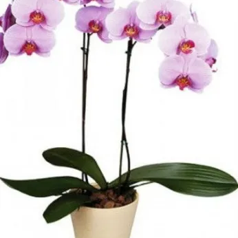 Lan Hồ Điệp Hồng Bình Dương 03