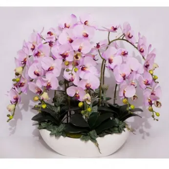 Lan Hồ Điệp Hồng Bình Dương 05