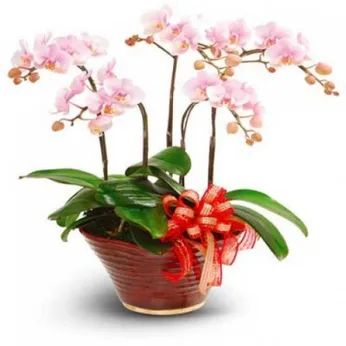 Lan Hồ Điệp Hồng Bình Dương 01