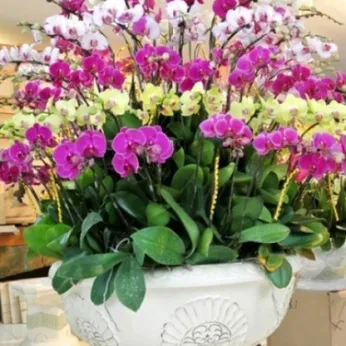 Lan Hồ Điệp Nhiều Màu Bình Dương 02