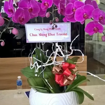 Lan Hồ Điệp Nhiều Màu Bình Dương 04