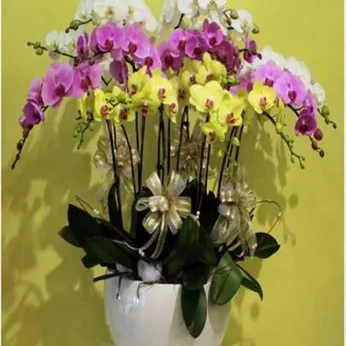 Lan Hồ Điệp Nhiều Màu Bình Dương 07