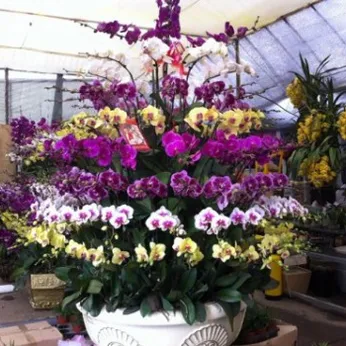 Lan Hồ Điệp Nhiều Màu Bình Dương 09