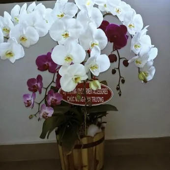 Lan Hồ Điệp Nhiều Màu Bình Dương 12