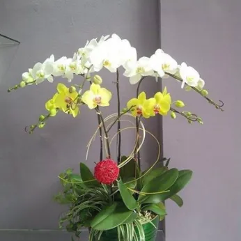 Lan Hồ Điệp Nhiều Màu Bình Dương 22