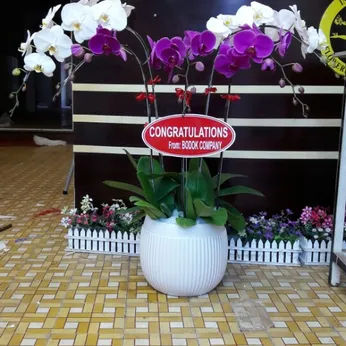 Lan Hồ Điệp Nhiều Màu Bình Dương 29