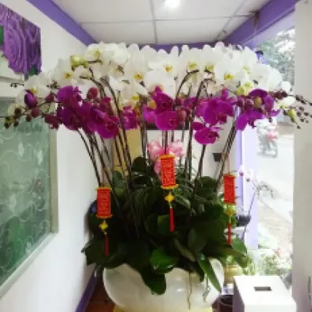 Lan Hồ Điệp Nhiều Màu Bình Dương 01