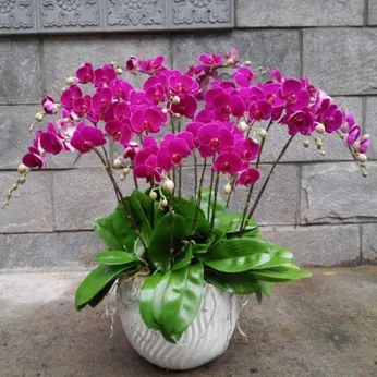 Lan Hồ Điệp Tím Bình Dương 04