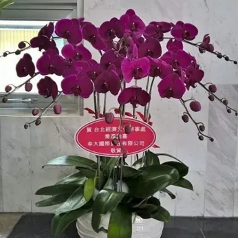 Lan Hồ Điệp Tím Bình Dương 05
