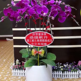 Lan Hồ Điệp Tím Bình Dương 06