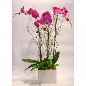 Lan Hồ Điệp Tím Bình Dương 11