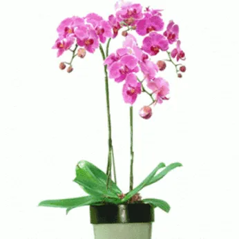Lan Hồ Điệp Tím Bình Dương 12