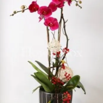 Lan Hồ Điệp Tím Bình Dương 13