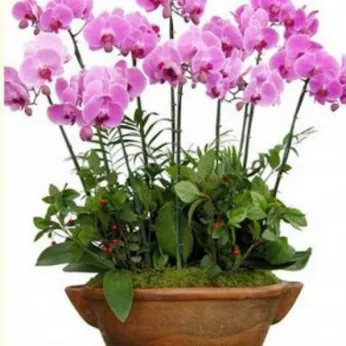 Lan Hồ Điệp Tím Bình Dương 20
