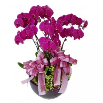 Lan Hồ Điệp Tím Bình Dương 23